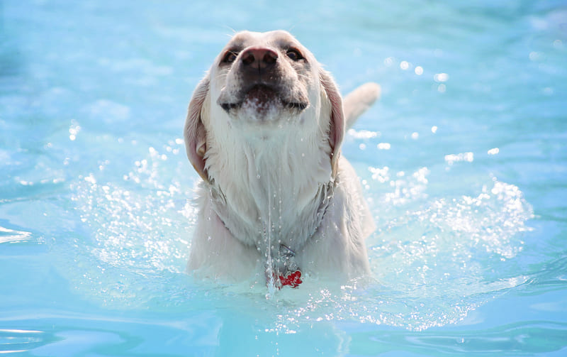 Piscina para cachorro? Como se divertir na água com seu pet!